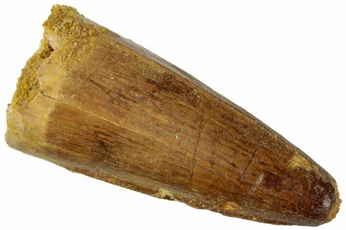 Cretaceous Fossil Crocodylomorph Tooth - Morocco #311179